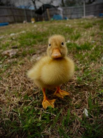 Pekin duckling 1
