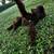 Standard poodle STUD 7 thumbnail