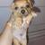 Chihuahua puppys 2 thumbnail