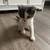 Kitten for sale 2 thumbnail