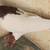 Armenian tumblers extra male pigeons 15 thumbnail