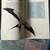 Book of North America Birds Hardcover 2 thumbnail