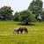 HORSE BOARD~Partial self care $300.00 5 thumbnail