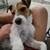Rehoming Jack Russell Parson 16 thumbnail