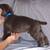 Cane Corso 1 thumbnail
