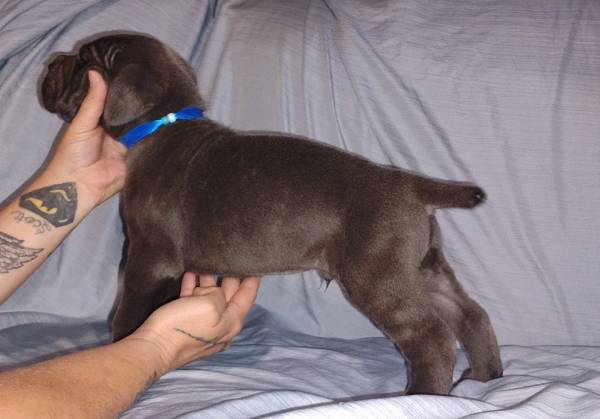 Cane Corso 1