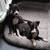 Italian greyhound 2 thumbnail
