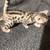 Soft cat bed for your bengal cat or kitten 11 thumbnail