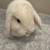 White fluffy mini holland lop bunny 3 thumbnail