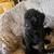 Miniature poodle puppies 7 thumbnail