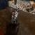 6 KITTENS (3 black, 2 torishell, 1 white) 8 thumbnail