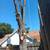 💥TOP-RATED TREE SERVICE 💥 Sacramento • Trimming • Removal •Tree Care 21 thumbnail