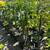 Orange trees 11 thumbnail