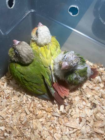 Green cheeks babies 1