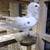 Beautiful Capuchine Fancy Show Pigeons - Please Read Description 1 thumbnail