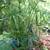 Gingers, Lilies, Bromiliads, Swiss Cheese (see list various prices) 15 thumbnail