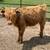 Mini Cattle 2 thumbnail