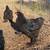Pretty Cochin rooster 1 thumbnail