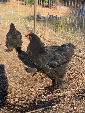 Pretty Cochin rooster 1