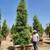 Ficus Nitida - Indian Laurel Fig :: big green privacy hedge 3 thumbnail
