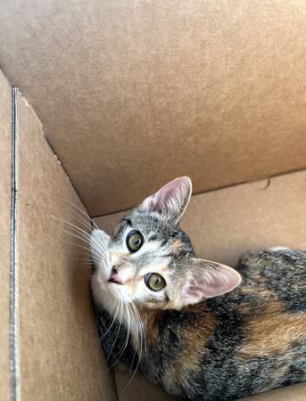 MISSING SMALL FEMALE TABICO CAT IN BLYTHE!!!! 1