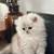 Scottish straight longhair kittens 2 thumbnail
