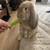 rare french lop rabbit for emergency rehoming 1 thumbnail