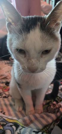 Gato macho encontrado (Walnut)6003801772268032010