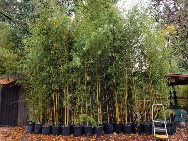 Bamboo - Golden Crookstem 1