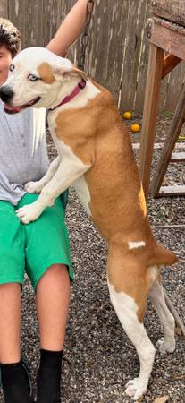 Rehoming 1