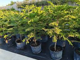 Norfolk pine trees 1