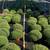Emerald Green Arborvitae $8.99 most 2ft + 11 thumbnail