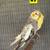 Various cockatiels 6 thumbnail