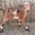 Registered Nigerian Dwarf Goat doeling 2 thumbnail