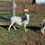 Katahdin ewes 1 thumbnail