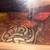 Rehoming ball python unknown morph about 2ft 2 thumbnail