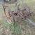 John Deer Antique Row Cultivator 3 thumbnail