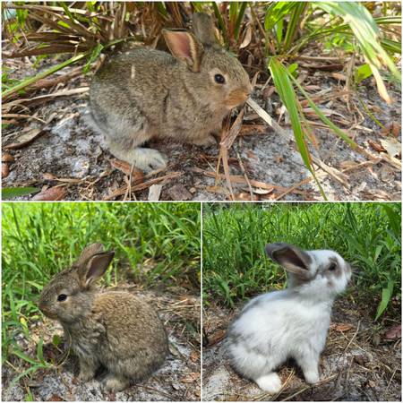 Rabbits 1