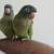 Blue Crown Conure 3 thumbnail