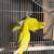 Parakeets 5 thumbnail