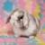 💗💕💝 Holland Lop Bunnies 💝💕💗 3 thumbnail