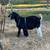 Black Boer buckling 6 thumbnail