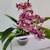 Orchids 18 thumbnail