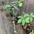 Brugmansia Angel's Trumpet Live Plant (Whitre/Yellow/Pink Flowers) 1 thumbnail