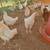 Amberlink pullets brown egg layin hen chickens 2 thumbnail