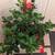 Large tropical flowering hibiscus for indoors during the cold season 6 thumbnail