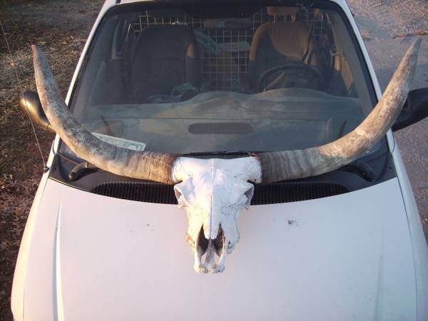 TEXAS LONGHORN TROPHY STEER SKULL 1
