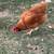 Laying hens and roosters 6 thumbnail