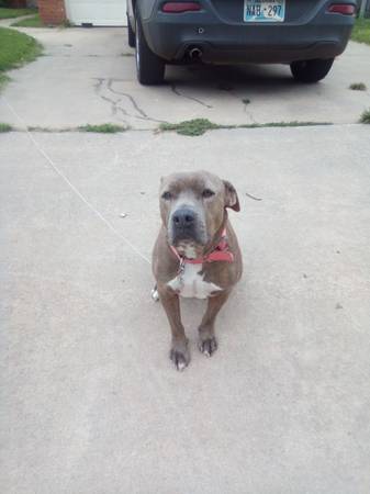 Pitbull hembra (Oklahoma City)63670625888641121