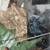 Rehoming Tarantulas 4 thumbnail